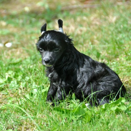 Chiots chien chinois à crête lof #5