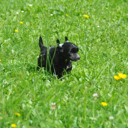 Chiots chien chinois à crête lof #6