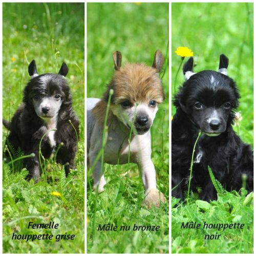 Chiots chien chinois à crête lof