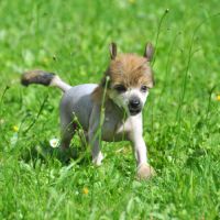 Chiots chien chinois à crête lof #1