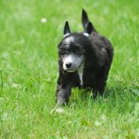 Chiots chien chinois à crête lof #3