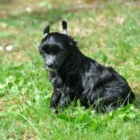 Chiots chien chinois à crête lof #5