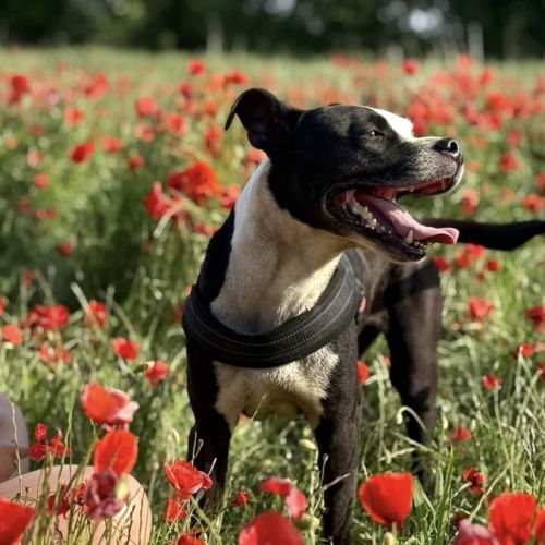 Laia à l’adoption #0