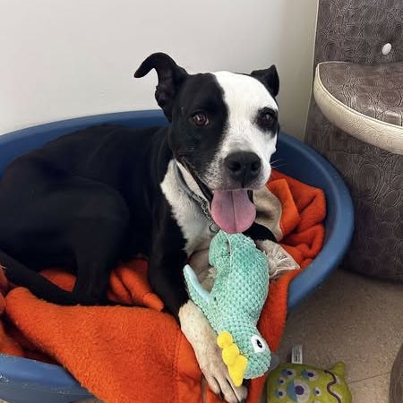 Laia à l’adoption #3