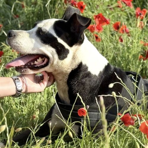 Laia à l’adoption #4