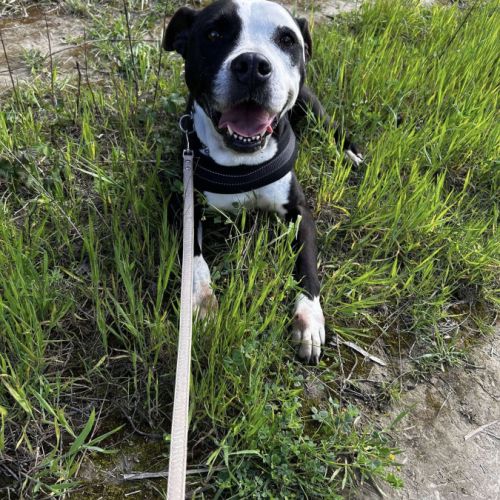 Laia à l’adoption #5