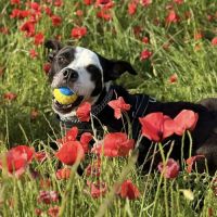 Laia à l’adoption #2