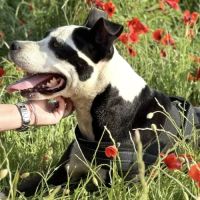 Laia à l’adoption #4