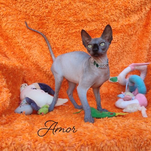 4 sublimes chatons sphynx au loof, non stérilisés #2