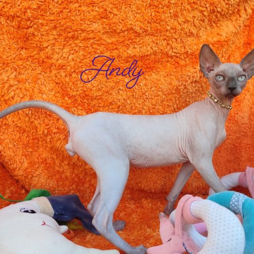 4 sublimes chatons sphynx au loof, non stérilisés #3