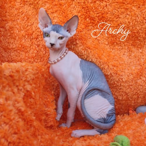 4 sublimes chatons sphynx au loof, non stérilisés #4