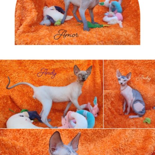 4 sublimes chatons sphynx au loof, non stérilisés #5
