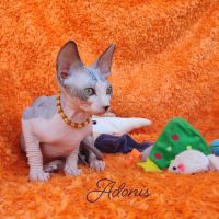 4 sublimes chatons sphynx au loof, non stérilisés #0