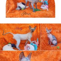 4 sublimes chatons sphynx au loof, non stérilisés #5