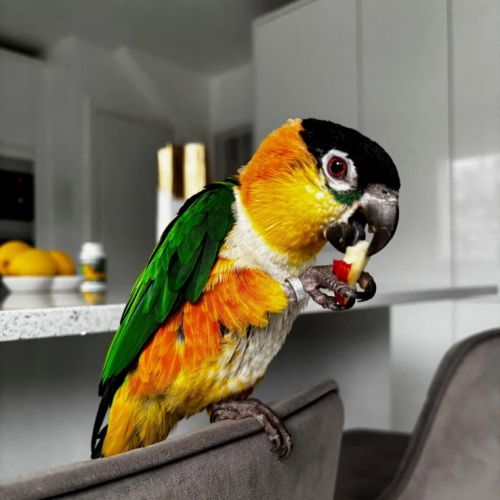 2 caïques à tête noire - y compris cage #3