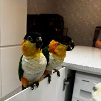 2 caïques à tête noire - y compris cage #1