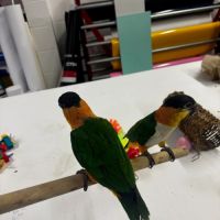 2 caïques à tête noire - y compris cage