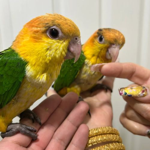 Bébé élevé à la main caïques à cuisses jaunes