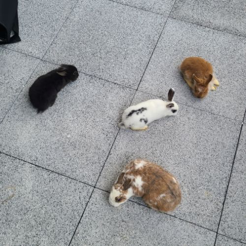 4 petit lapins de 3 mois cherche une famille #3