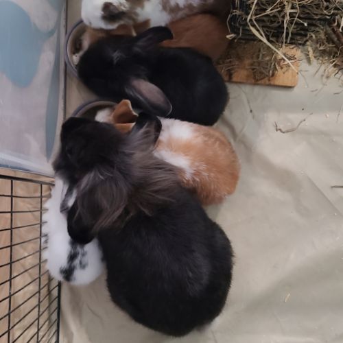 4 petit lapins de 3 mois cherche une famille #6
