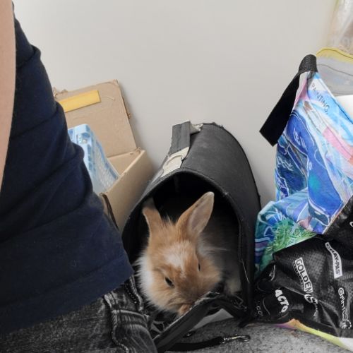 4 petit lapins de 3 mois cherche une famille #8