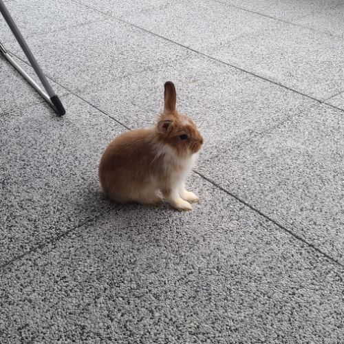 4 petit lapins de 3 mois cherche une famille #9