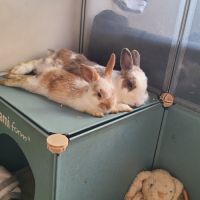 4 petit lapins de 3 mois cherche une famille #1