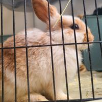 4 petit lapins de 3 mois cherche une famille #2