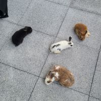 4 petit lapins de 3 mois cherche une famille #3