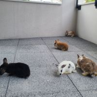 4 petit lapins de 3 mois cherche une famille #4