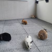 4 petit lapins de 3 mois cherche une famille #5