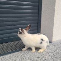 4 petit lapins de 3 mois cherche une famille #7