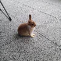 4 petit lapins de 3 mois cherche une famille #9