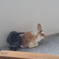 4 petit lapins de 3 mois cherche une famille