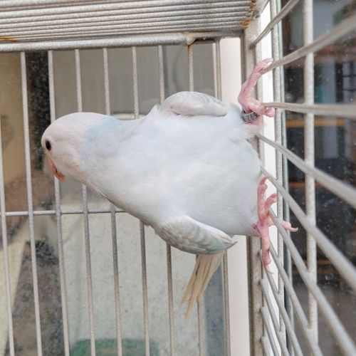 Perruche collier d'asie #2