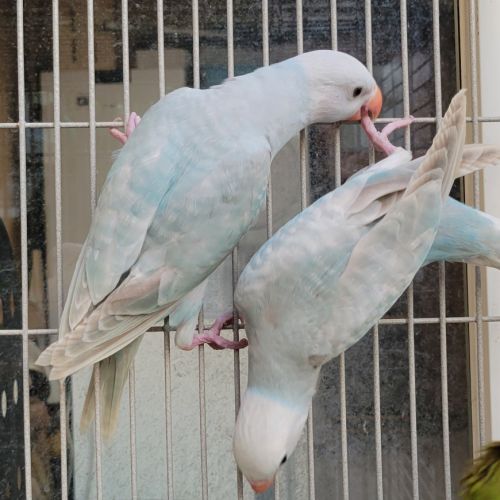 Perruche collier d'asie #3