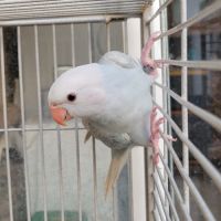 Perruche collier d'asie