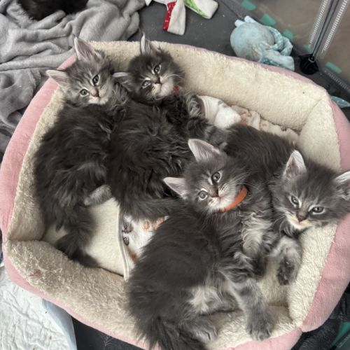 Chaton maine coon loof #2