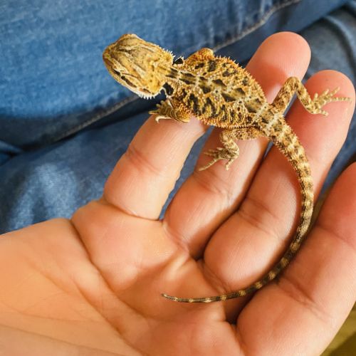 Bébés pogonas viticeps #1