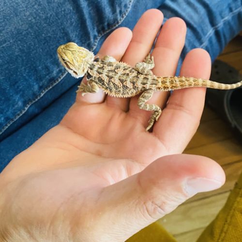 Bébés pogonas viticeps #2