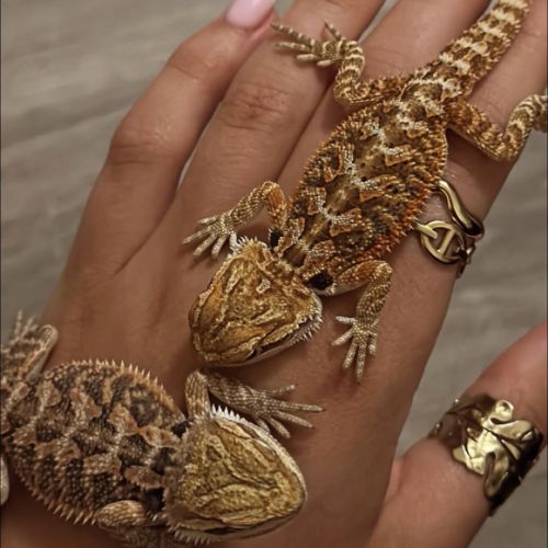 Bébés pogonas viticeps #0