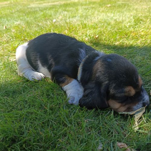 Chiots basset hound tricolores lof à réserver #1