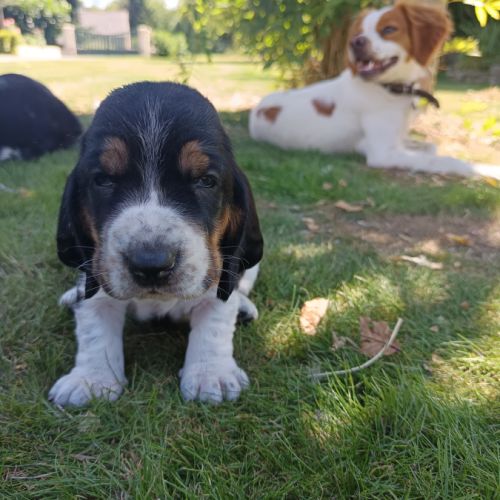 Chiots basset hound tricolores lof à réserver #2