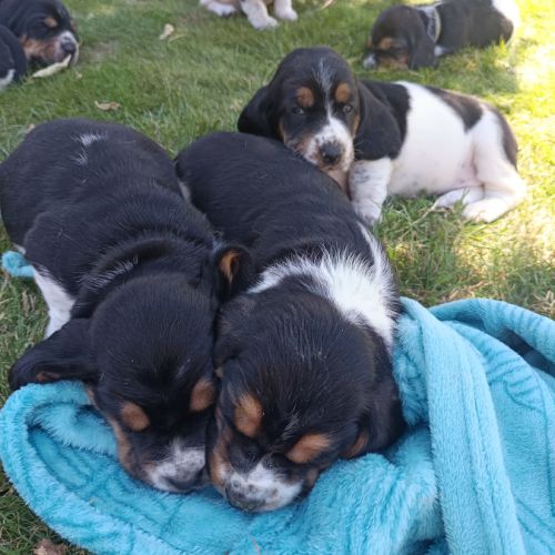 Chiots basset hound tricolores lof à réserver #3