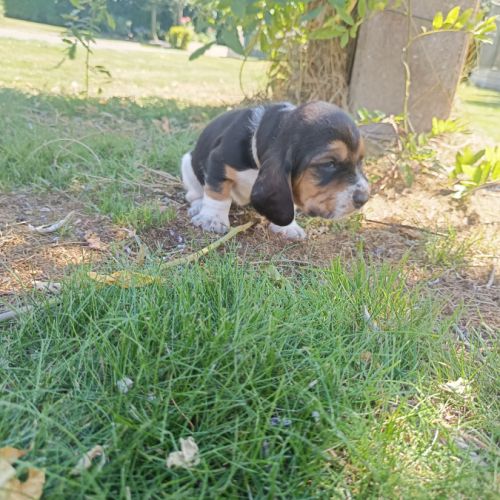 Chiots basset hound tricolores lof à réserver #5