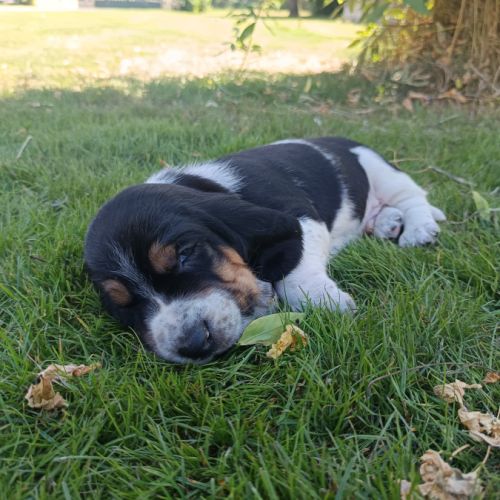 Chiots basset hound tricolores lof à réserver #6