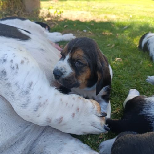 Chiots basset hound tricolores lof à réserver #7