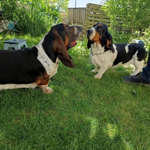 Chiots basset hound tricolores lof à réserver #9