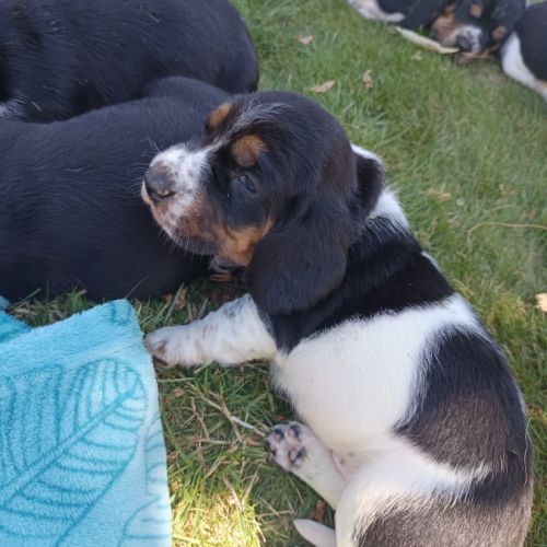 Chiots basset hound tricolores lof à réserver #10