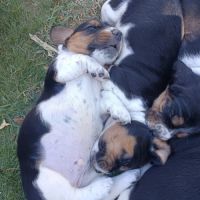 Chiots basset hound tricolores lof à réserver #4